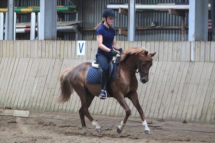 DSP Toftegårdens Belucca  - Træning galop d. 18/06-2011. Foto: Pia Lundberg. billede 12