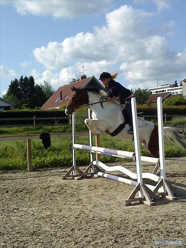 Pinto Moon Star - Springning:D billede 9