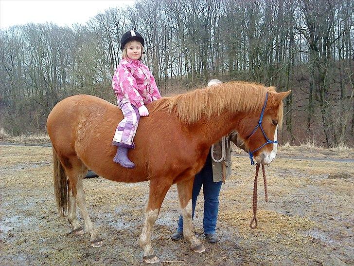 Tysk Sportspony Mr. Fancy Pants - Emma prøver en tur på Fancy (1. gang med rytter!) billede 8