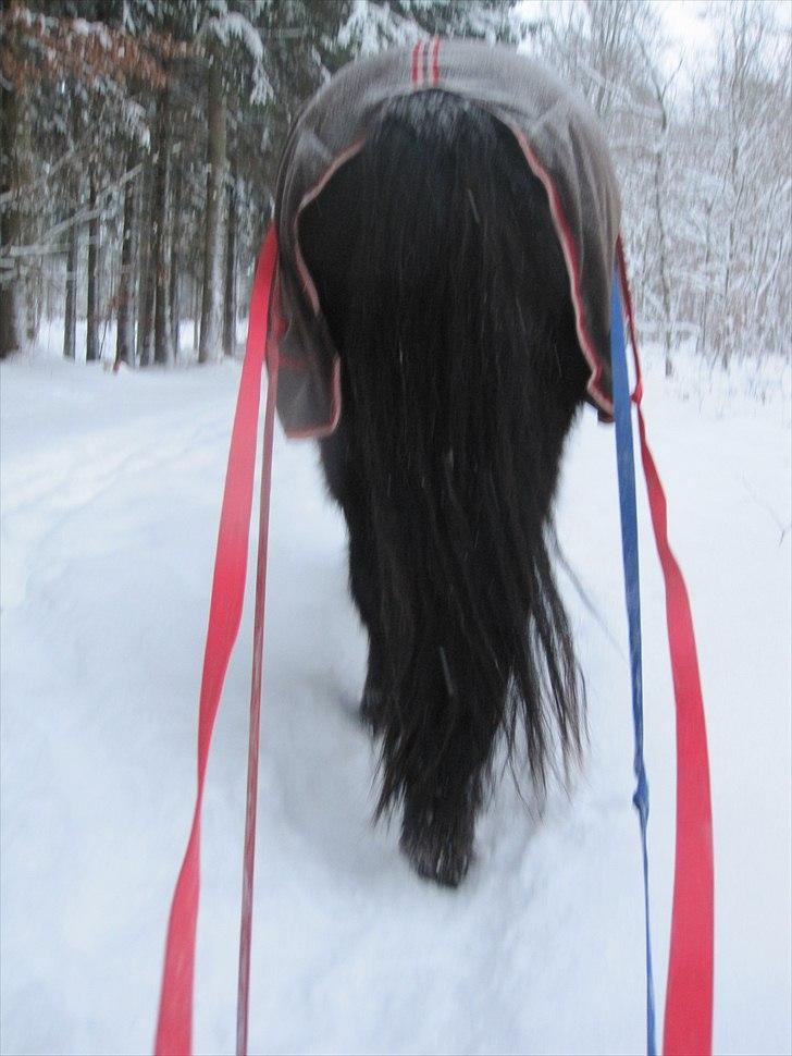 Islænder Enok fra Freersvang  billede 16