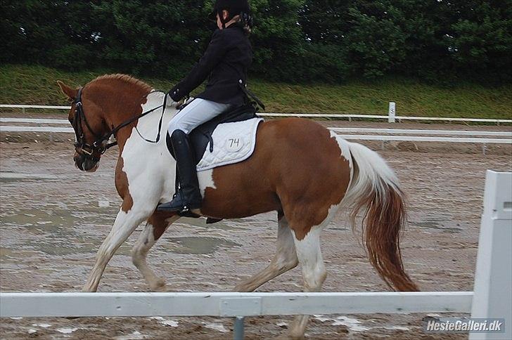 Pinto Elmegaardens sir konrad - Konrad med sin nye ejer mie : ) i D4 cup finalen : )   billede 17