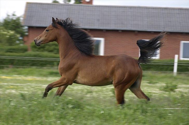 Arabisk fuldblod (OX) FE Laziz billede 9