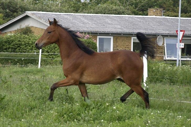 Arabisk fuldblod (OX) FE Laziz billede 10