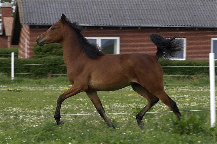 Arabisk fuldblod (OX) FE Laziz billede 11