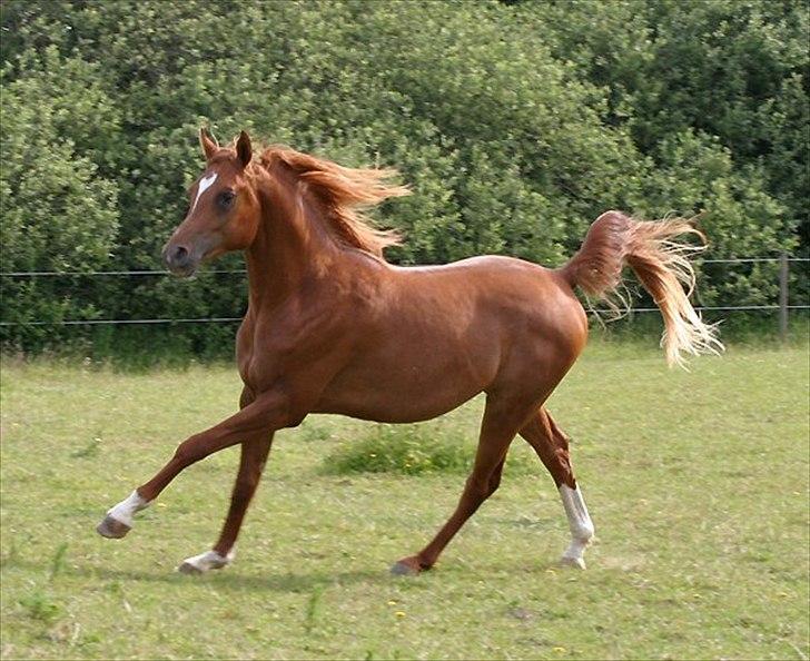 Arabisk fuldblod (OX) Milagro - Milagro som 2års.     
Foto: cautzar billede 5