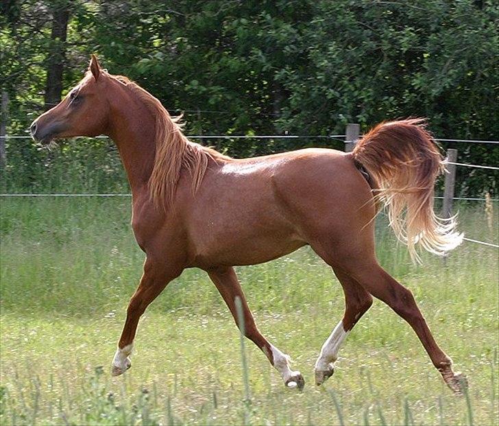 Arabisk fuldblod (OX) Milagro - Milagro som 2års.     
Foto: cautzar billede 7