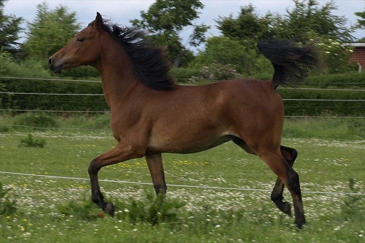 Arabisk fuldblod (OX) FE Laziz billede 12