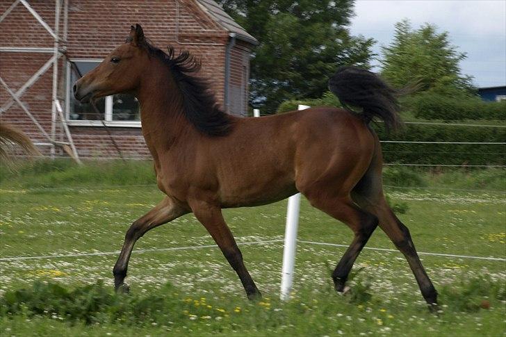 Arabisk fuldblod (OX) FE Laziz billede 13