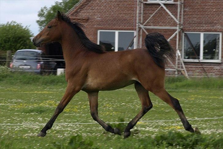 Arabisk fuldblod (OX) FE Laziz billede 14