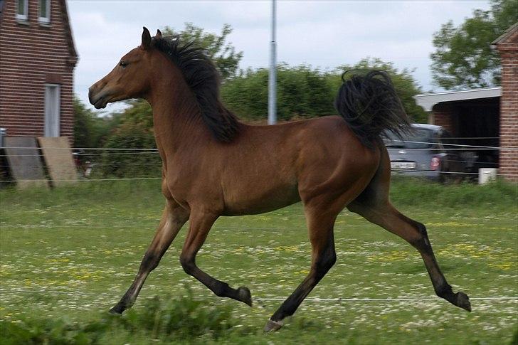 Arabisk fuldblod (OX) FE Laziz billede 15