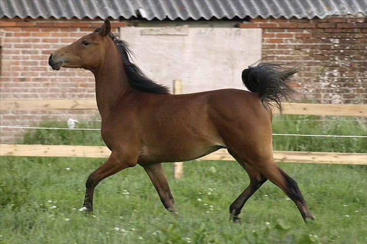 Arabisk fuldblod (OX) FE Laziz billede 16