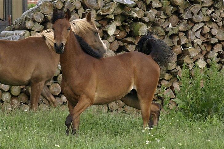 Arabisk fuldblod (OX) FE Laziz billede 17