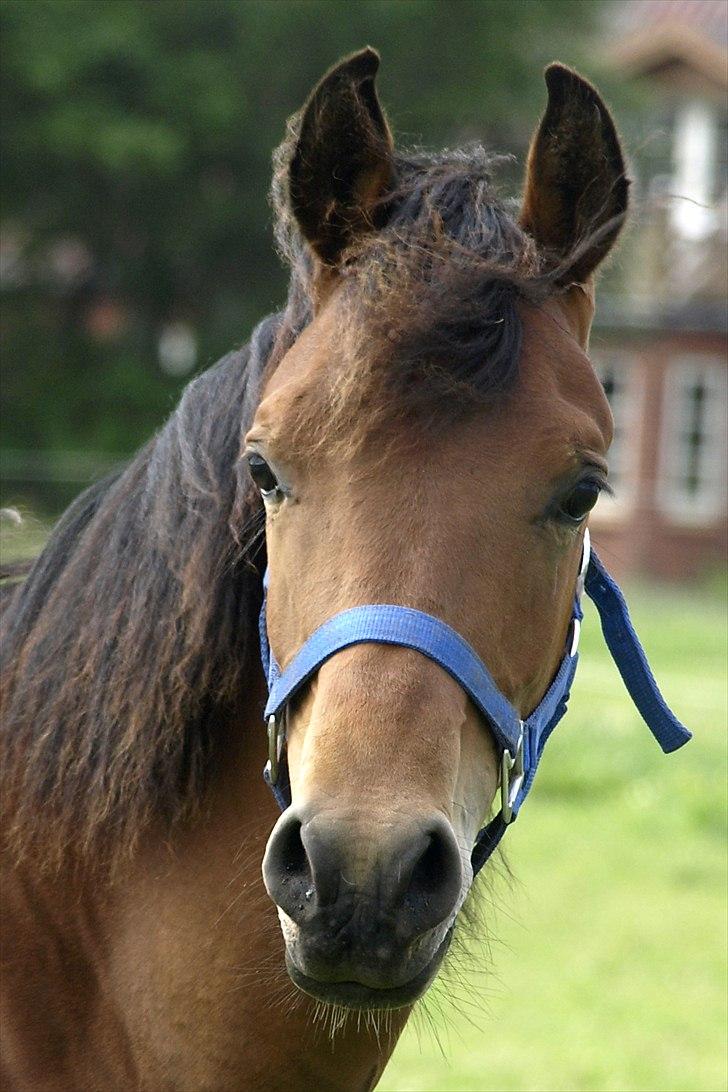 Arabisk fuldblod (OX) FE Laziz billede 1