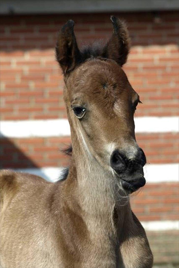 Arabisk fuldblod (OX) FE Laziz billede 18