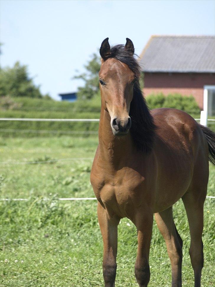 Arabisk fuldblod (OX) FE Laziz billede 19