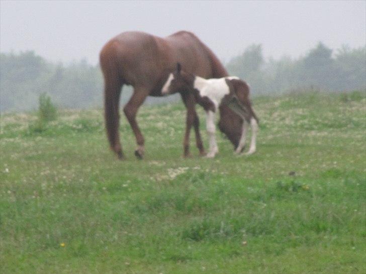 Dansk Varmblod RDH Margot SOLGT billede 19