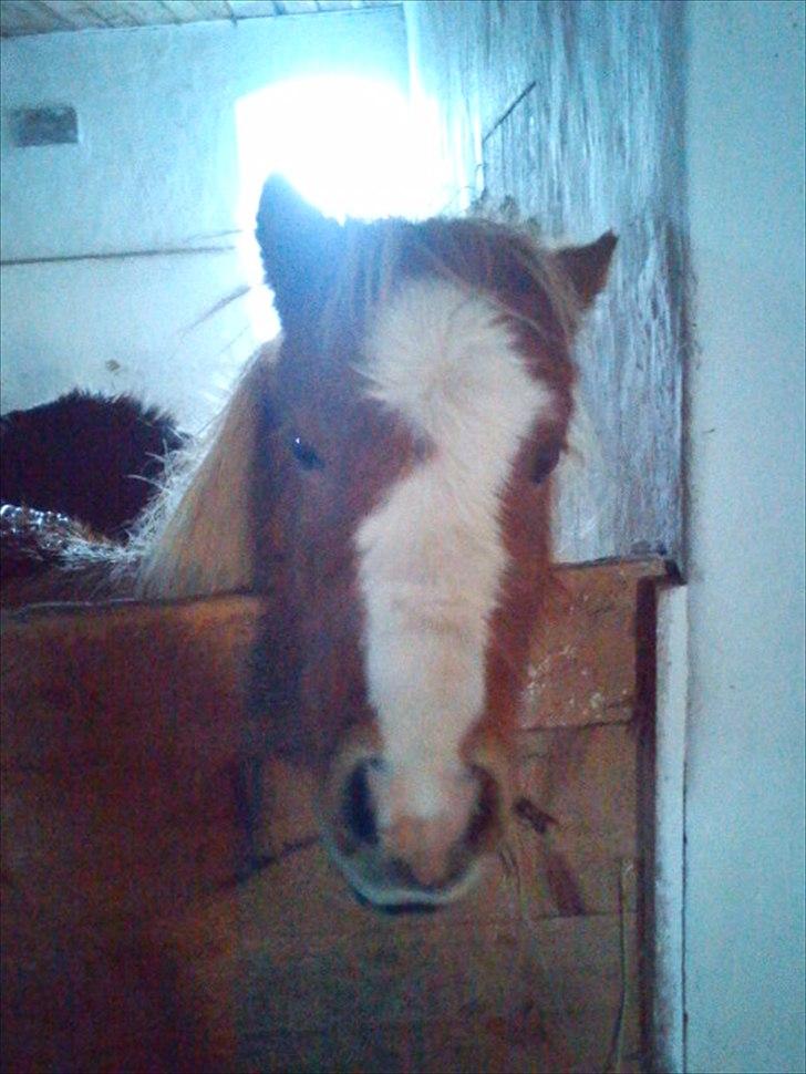 Shetlænder Coco<3  - Nuttede Coco inde i hans boks<3 billede 7