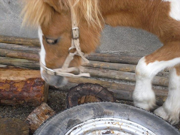 Shetlænder Coco<3  - dejlige Coco<3 billede 8