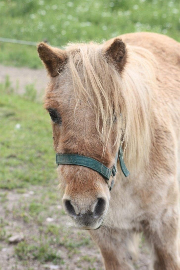 Shetlænder Sofi billede 15