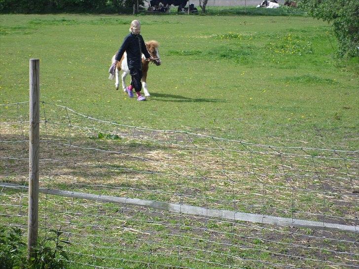 Shetlænder Coco<3  - Jeg henter lige der Coco for den var stukket af. HIHI<3 :) billede 9