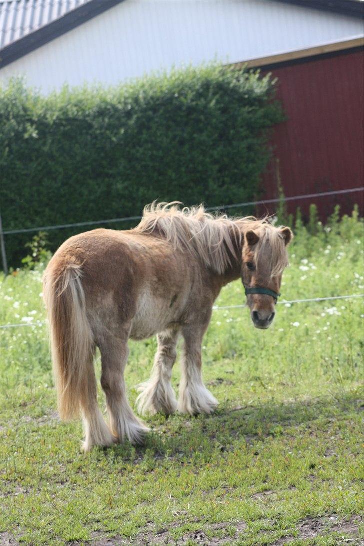 Shetlænder Sofi - Når enden er god, er alting godt :) billede 17