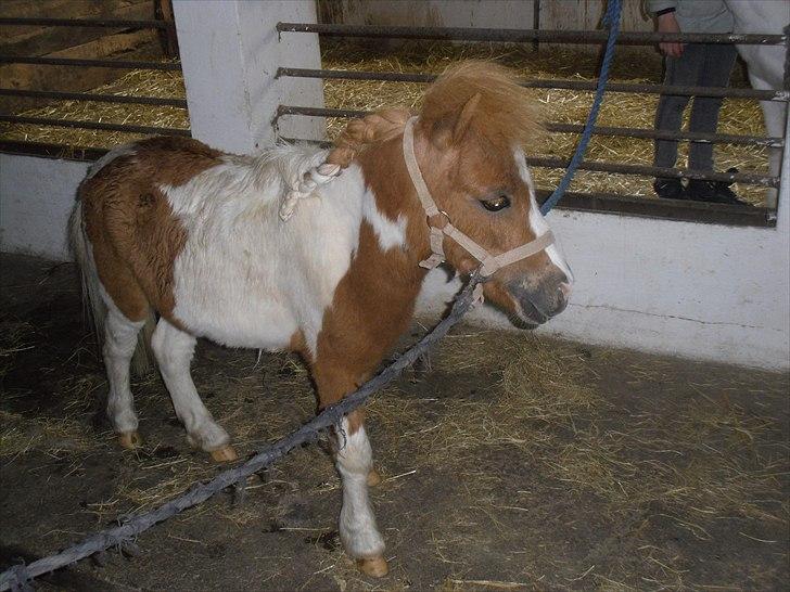 Shetlænder Coco<3  - Der er vi lige igang med at strigle ham<3 billede 10