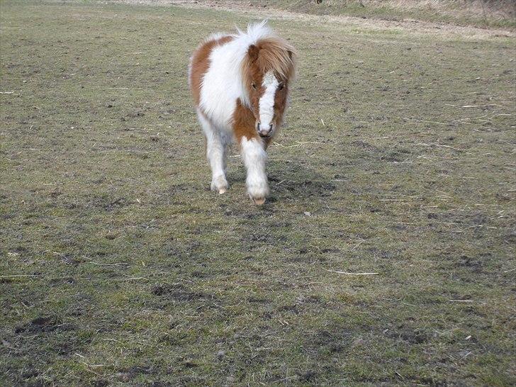 Shetlænder Coco<3  - Søde Coco i vinters.:* billede 11