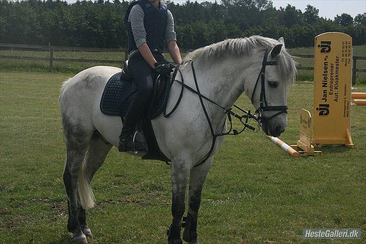 Connemara Tony  - Springtræning hos Sigurd :D 
Foto: C.D.C LivePictures billede 13