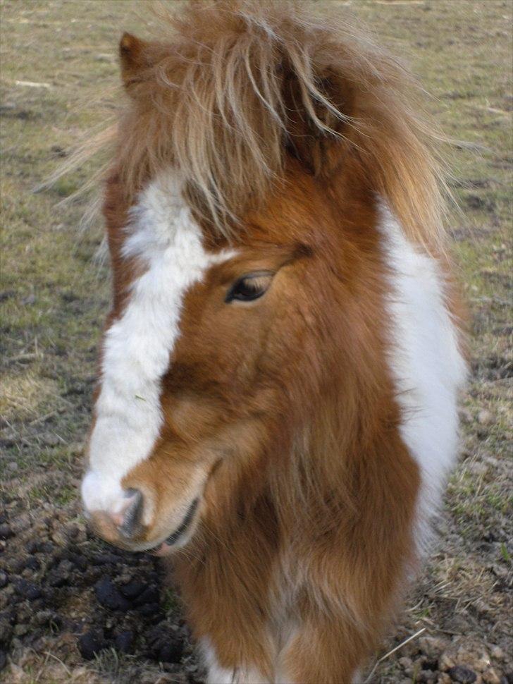 Shetlænder Coco<3  - I love you Coco:* billede 12