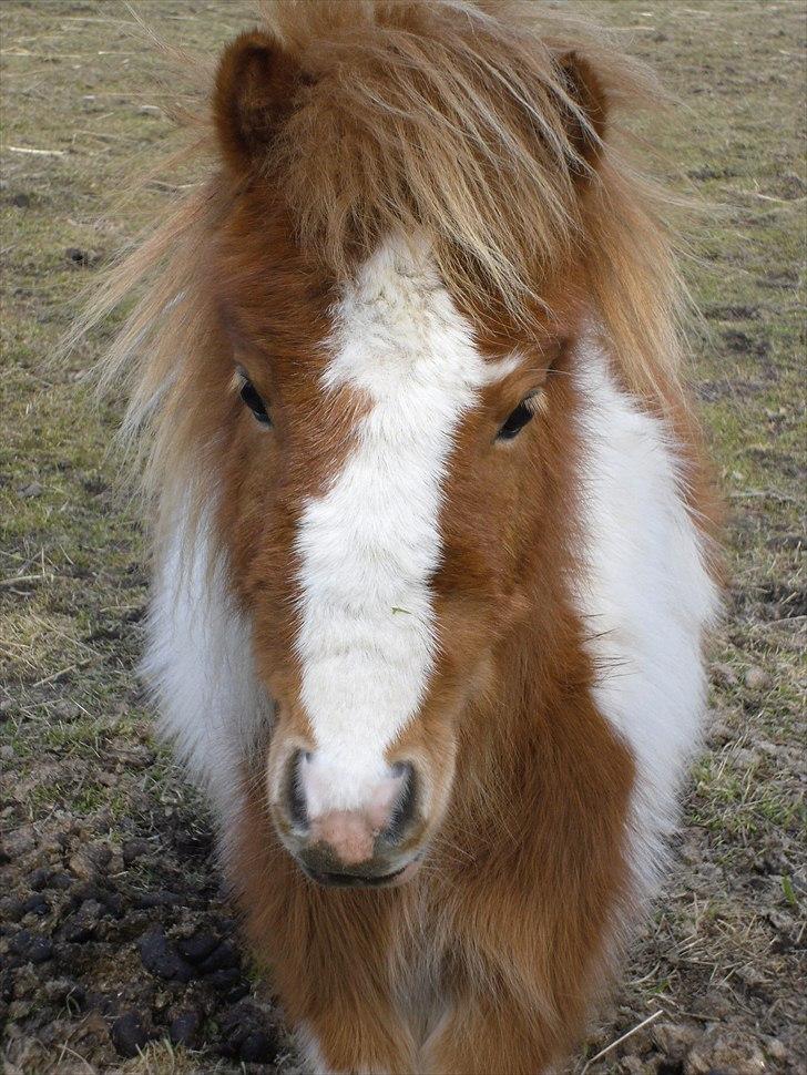 Shetlænder Coco<3  - Coco er bare så smuk<3 billede 1