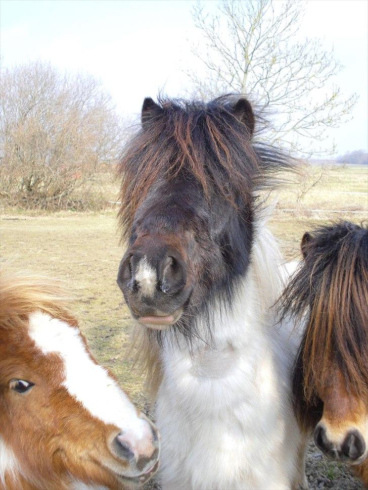Shetlænder Coco<3  - Der vil alle Czami sort- hvid broget, Candy brun og Coco hvid-brun broget med i kameraet<3 billede 13