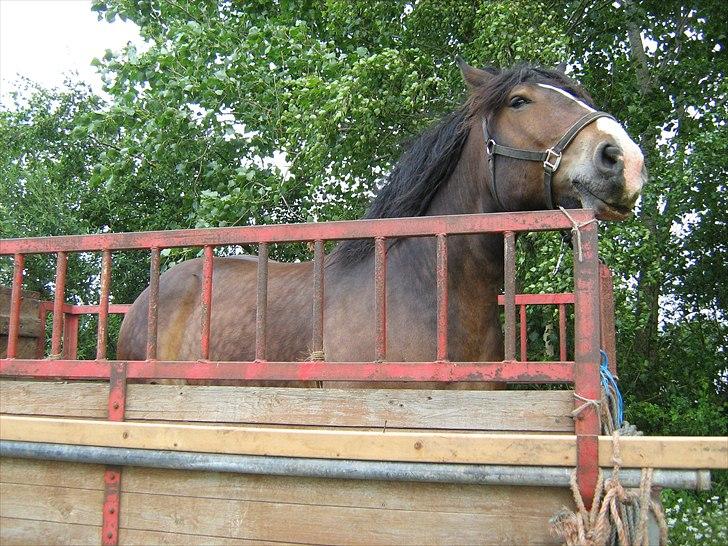 Anden særlig race rollo hansen billede 1