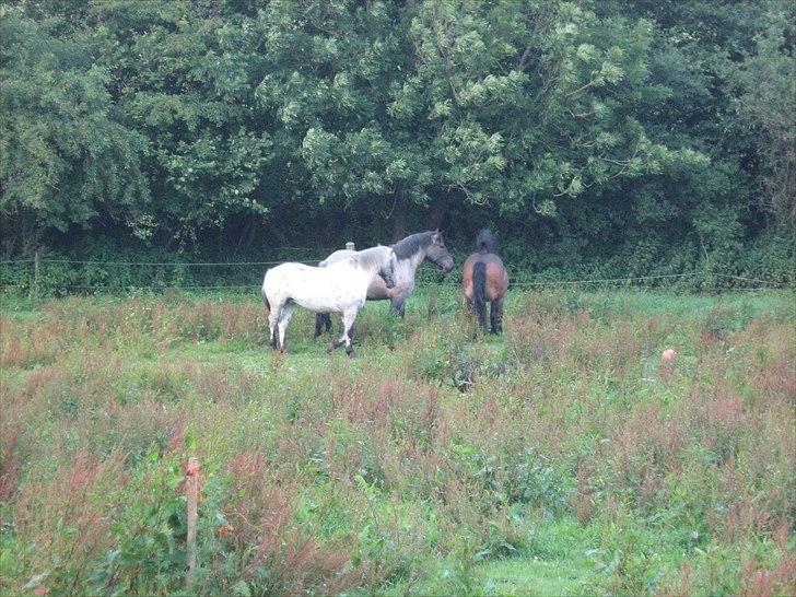 Anden særlig race rollo hansen - så bliver der hilst på drengene billede 2