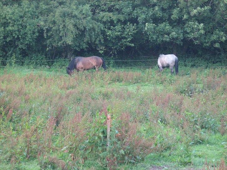 Anden særlig race rollo hansen - belgier style mark gennemgang :D billede 3