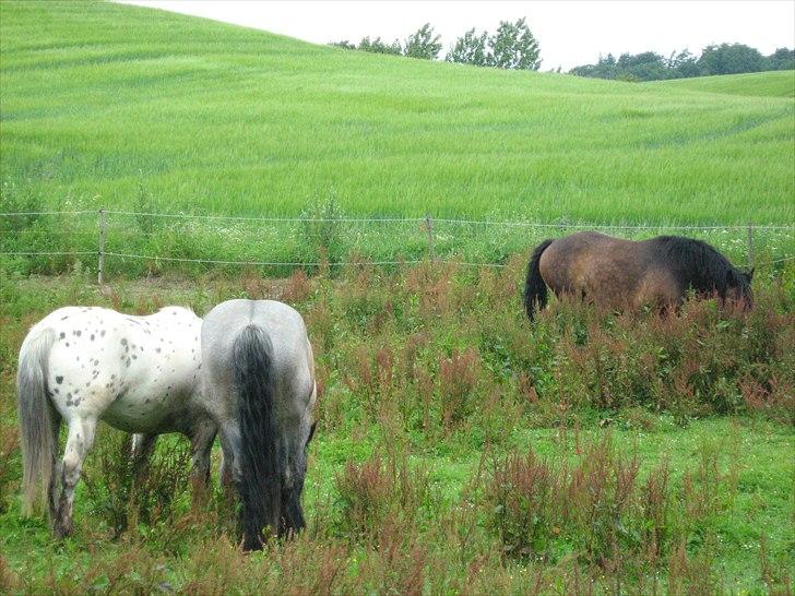 Anden særlig race rollo hansen - de kan slet ikke se ham faktisk billede 4