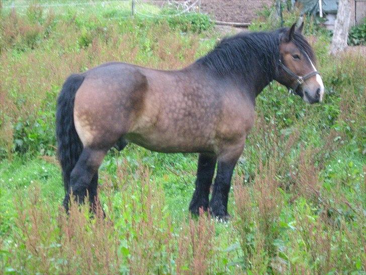 Anden særlig race rollo hansen - lækker fyr billede 5