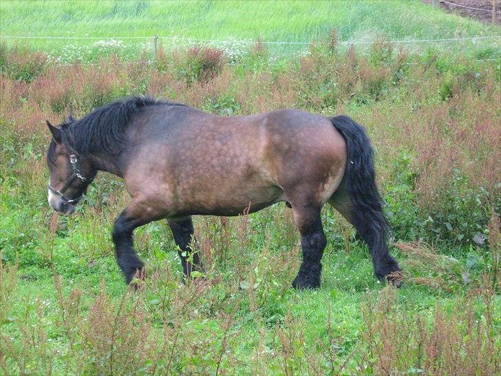 Anden særlig race rollo hansen billede 6