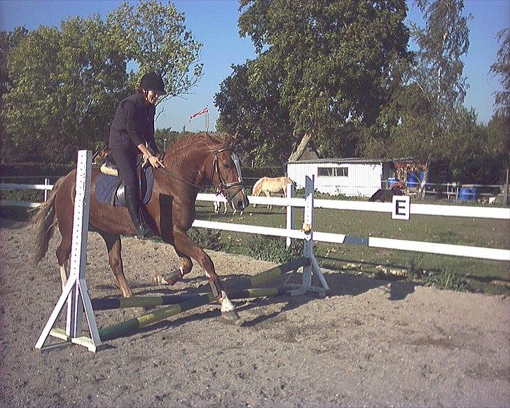 Welsh Cob (sec D) Miss Jessica - Et billede støvet op fra 2005, det år vi fik hende. Foto: Linette billede 2