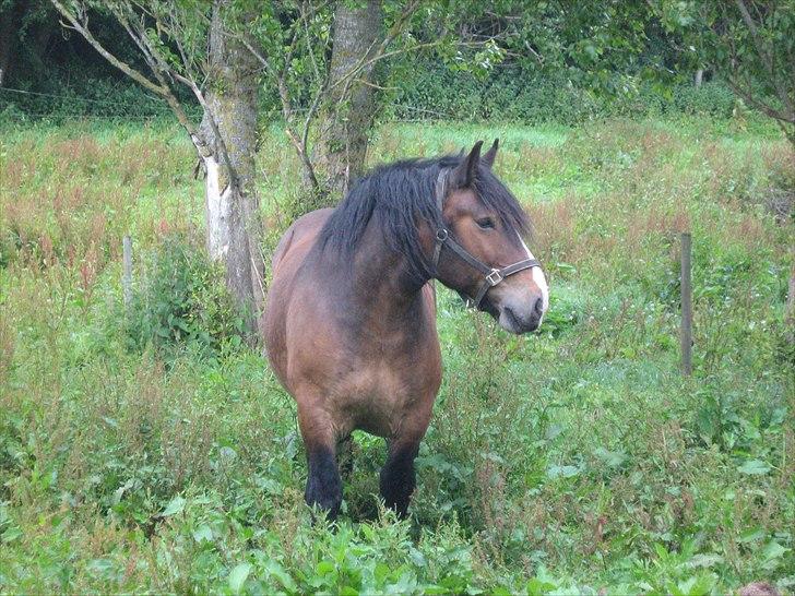 Anden særlig race rollo hansen billede 7