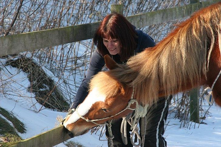 Welsh Cob (sec D) Miss Jessica - Hygge med tøsen :) billede 3