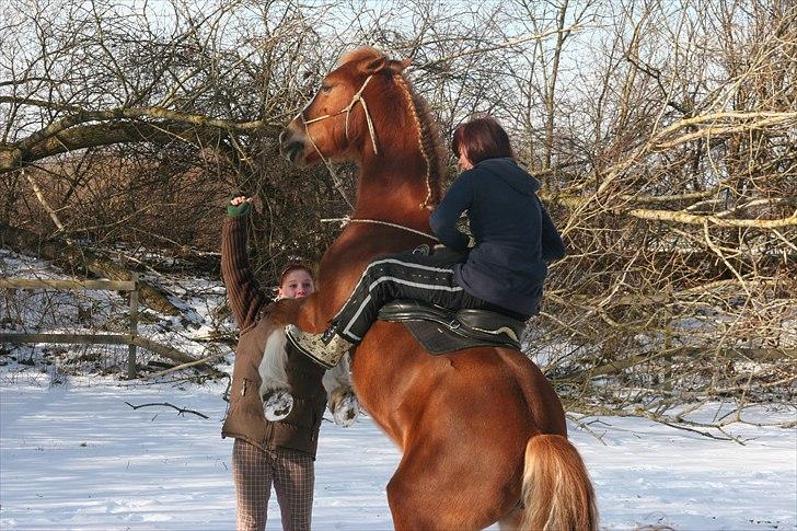 Welsh Cob (sec D) Miss Jessica - Stejle på kommando :) billede 4