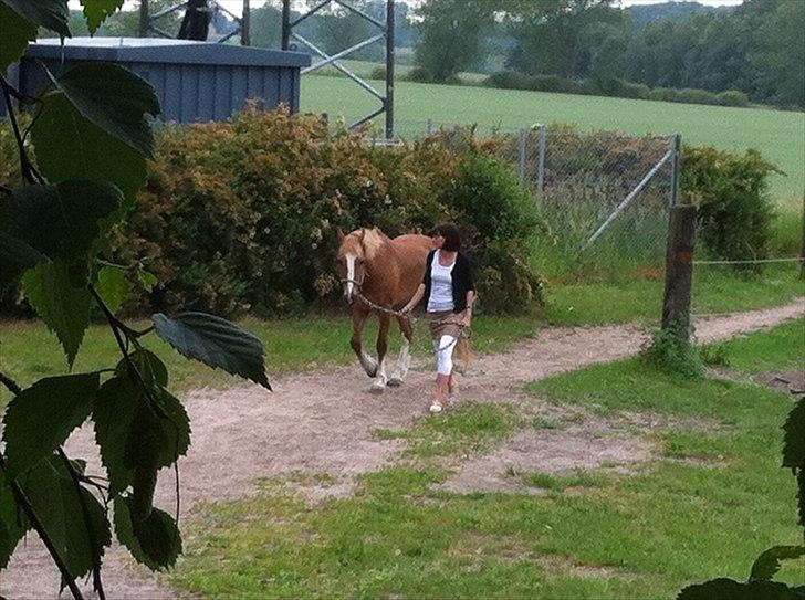 Welsh Cob (sec D) Miss Jessica - Lukker Jessica ind fra fold :) billede 7