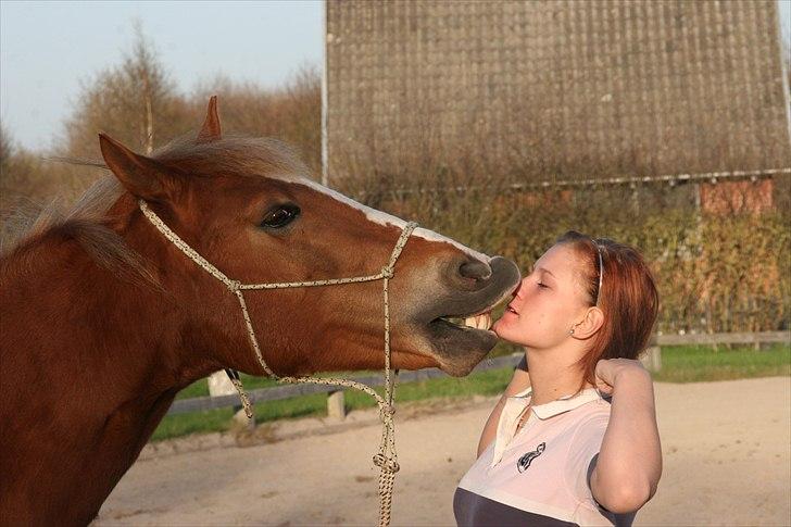 Welsh Cob (sec D) Miss Jessica - Kys til moooaaaar :) billede 8