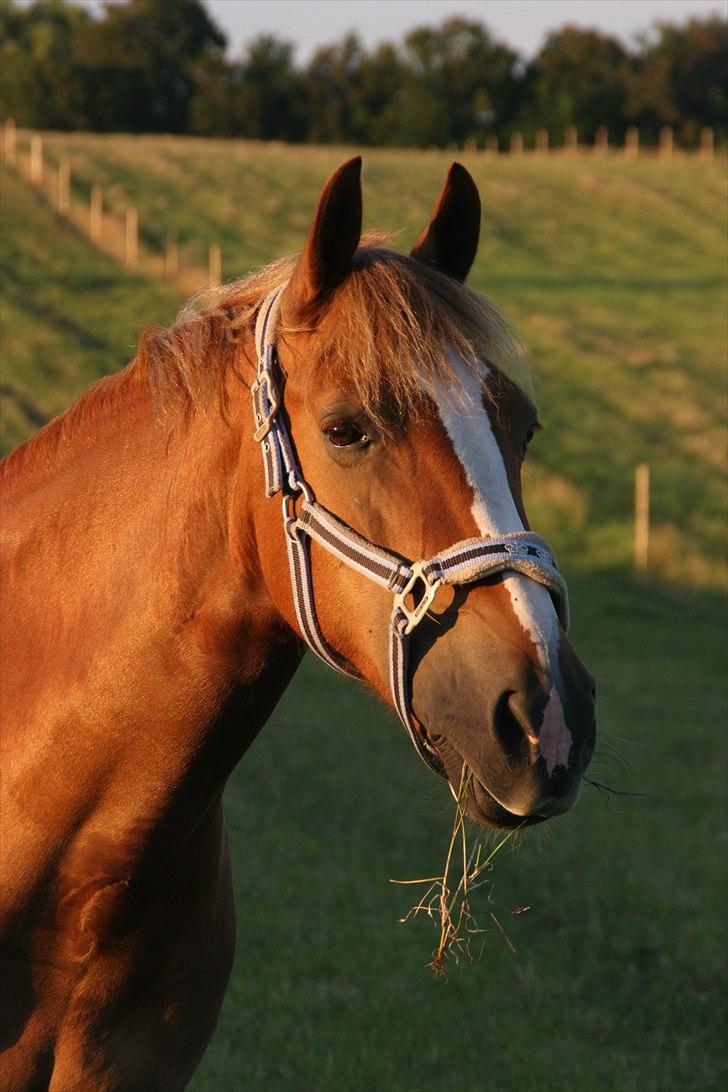 Welsh Cob (sec D) Miss Jessica - Jessica på fold i Helsinge :) billede 9