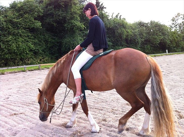 Welsh Cob (sec D) Miss Jessica - helt nye billeder fra her til aften billede 10