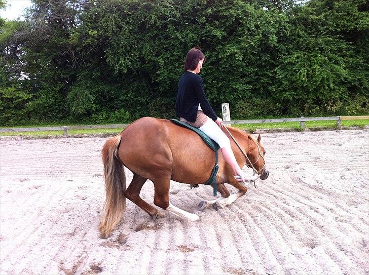 Welsh Cob (sec D) Miss Jessica - Første gang jeg sidder på Jess mens hun ligger sig :) billede 11