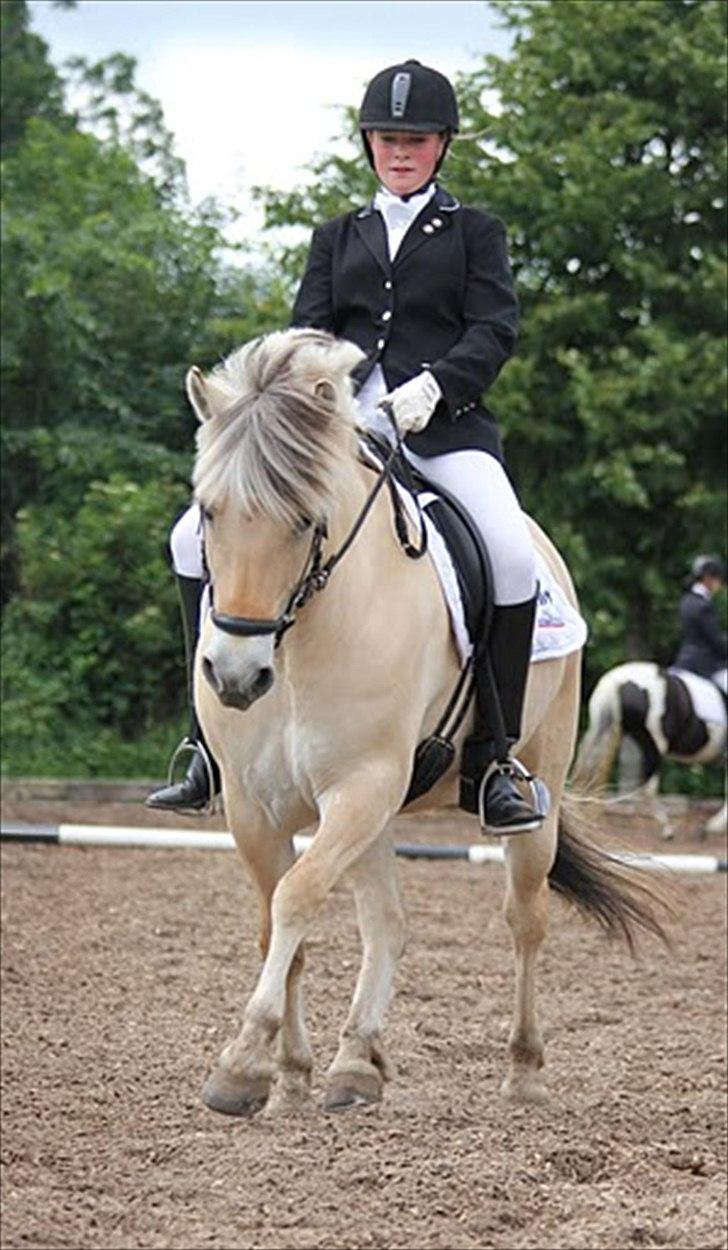 Fjordhest Stald Kiels Idyl - <3 billede 19