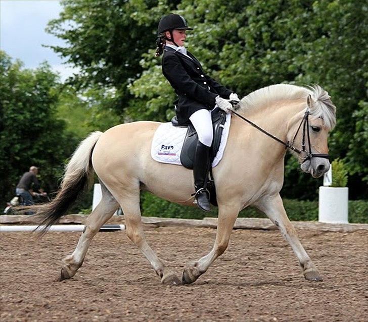 Fjordhest Stald Kiels Idyl billede 20