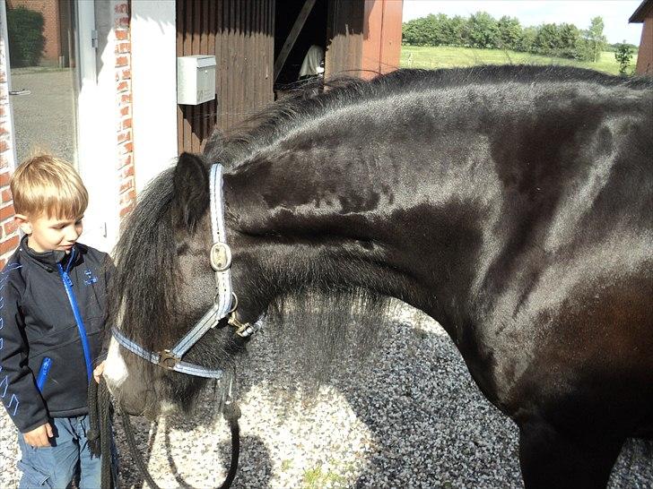 Irish Cob Zafir  billede 1