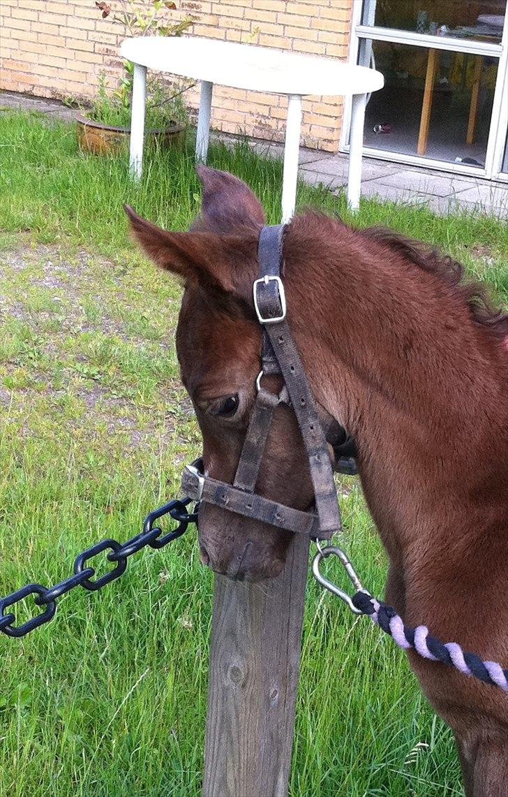 Sportsaraber (A) Sierra Bint Sarakah - Sød og Smuk... Sierra Bint Sarakah ca 12 timer gammel billede 2